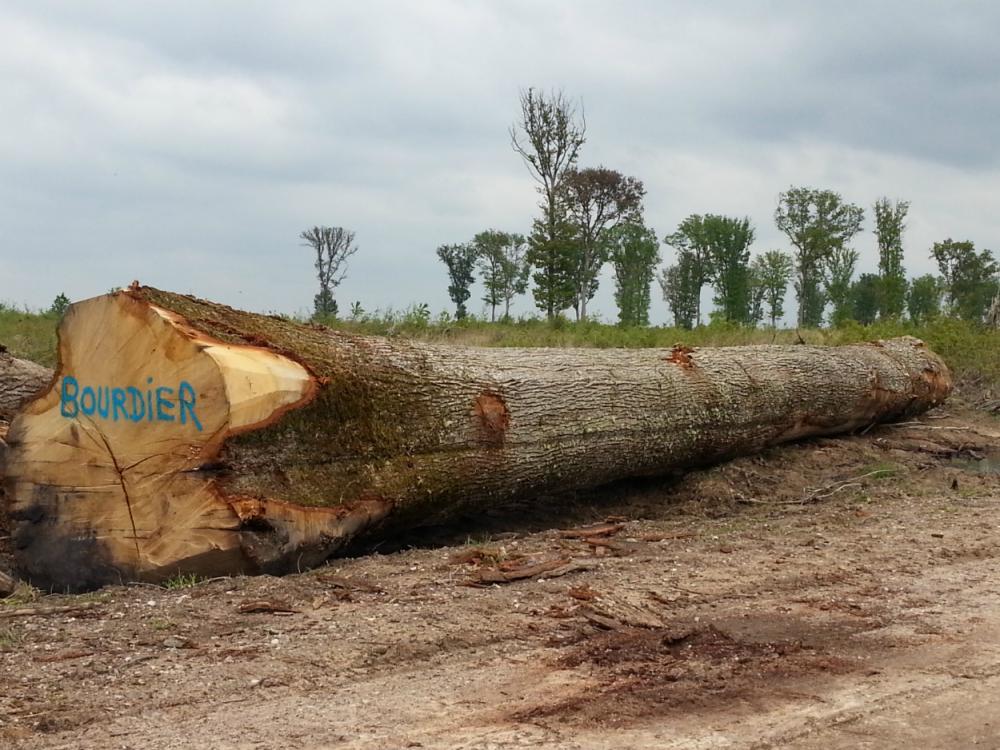 Débardage chêne - Forêt Domaniale de Tronçais