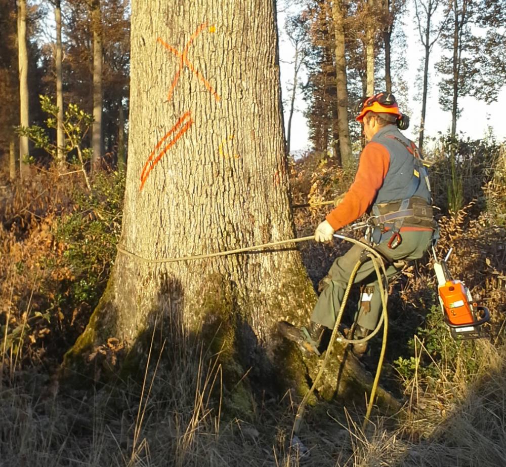 Abattage chêne - Forêt Domaniale de Tronçais 2014